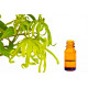 Huile Essentielle Ylang Ylang de Madagascar 15 ml